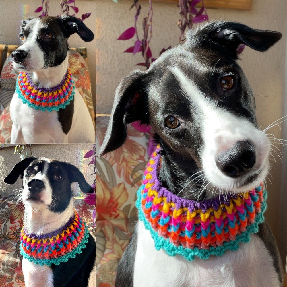 imagem 1 gola pet receita